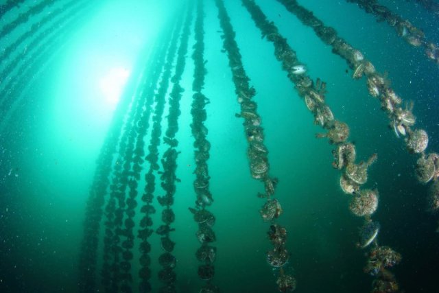 牡蠣棚の中をダイビング