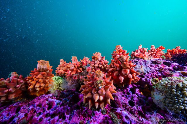 巨大ホヤの群生