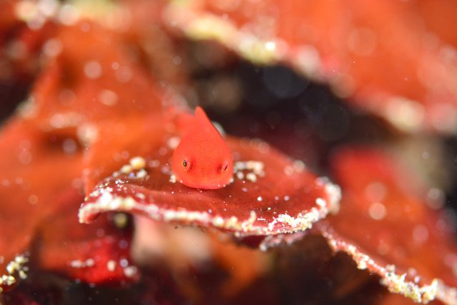 一年中見られるダンゴウオ