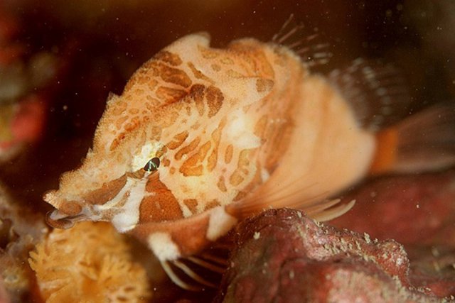 クチバシカジカ