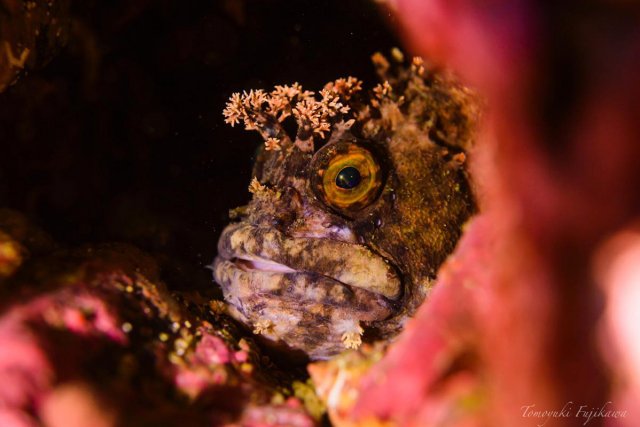 約40cmものフサキギンポ