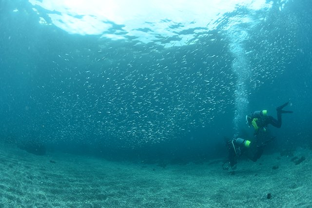 浅場の群れ