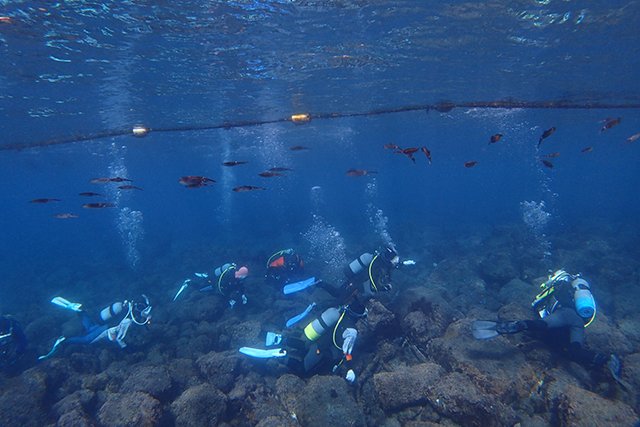 赤沢ビーチ水面のアオリイカ