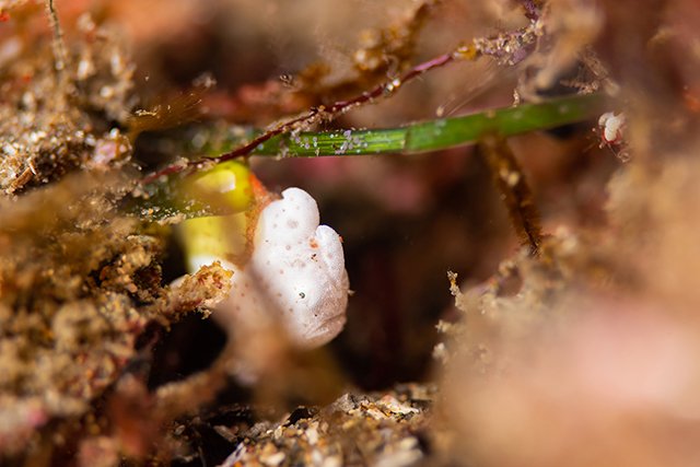マクロ生物も充実