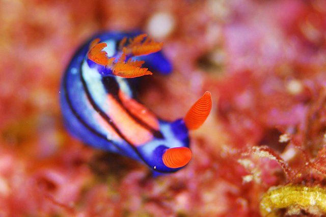 ウミウシ天国