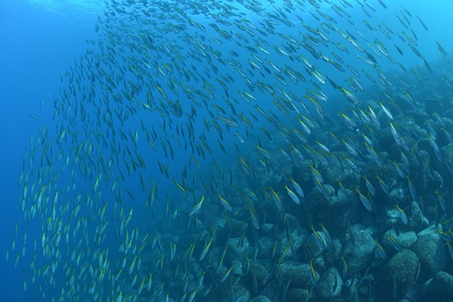 タカベの群れに巻かれる