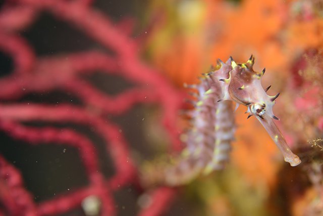通年レアなマクロ生物に会える