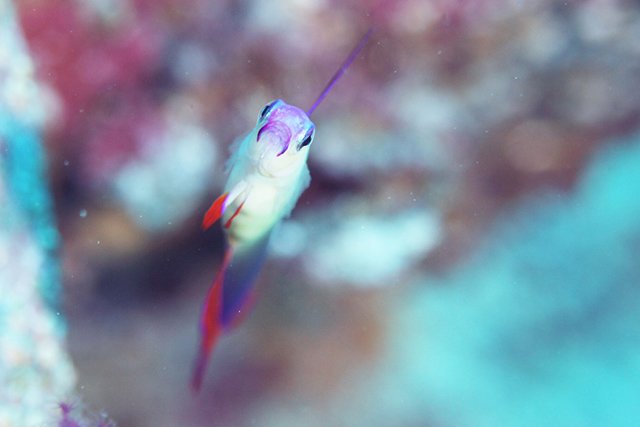 なかなか見ることができないアケボノハゼ