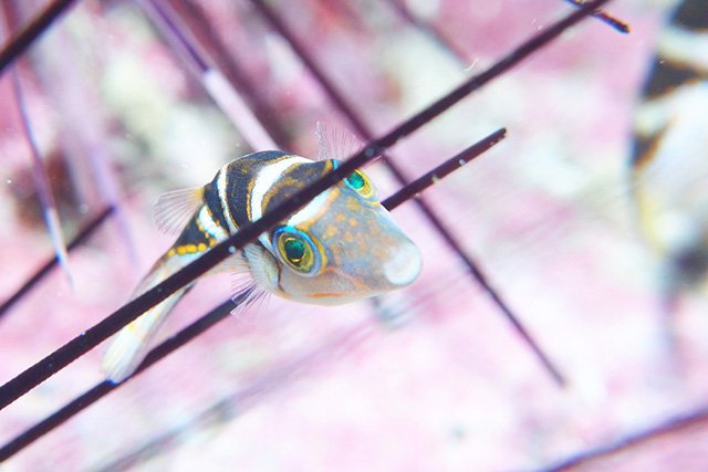 じっくりマクロ撮影ができる