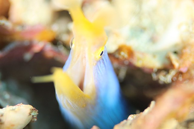 鮮やかなハナヒゲウツボ