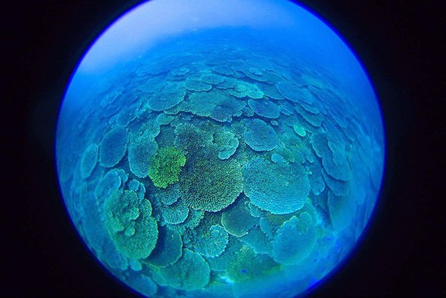 マクロだけではなく、サンゴの群生も圧巻