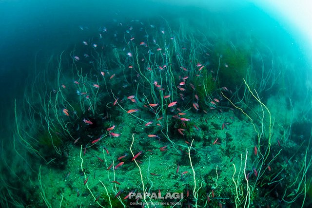 豊かな腔腸類とアカオビハナダイ1