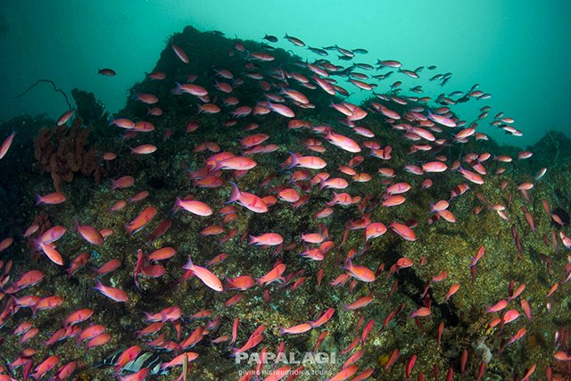 豊かな腔腸類とアカオビハナダイ2