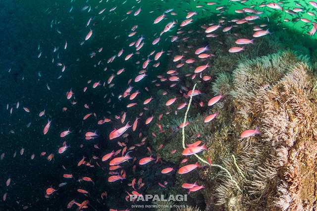 豊かな腔腸類とアカオビハナダイ3
