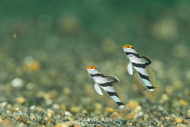 錦江湾のアイドル通称サクランボウ