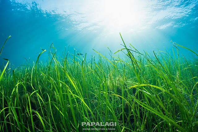 まるで草原のような水中
