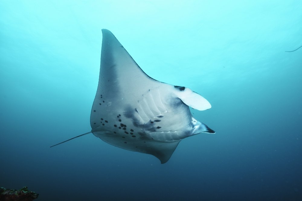 「マンタステーション」その名の通り超至近距離で登場