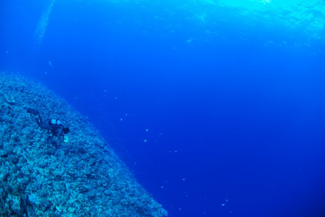 棚のすぐ横は-40ｍほどのドロップオフ！壁沿いを泳ぐのもとても気持ちいい！