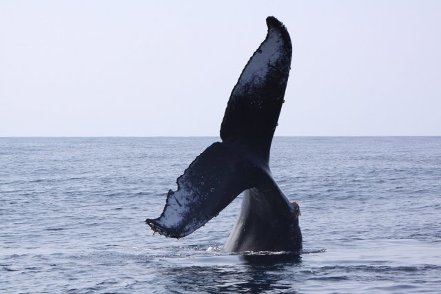 2～3月にはホエールウォッチングも