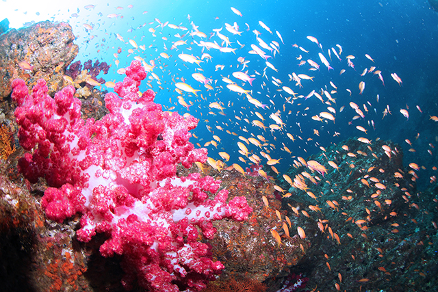 ソフトコーラルとハナダイ