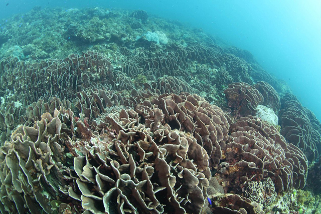 サンゴの群生
