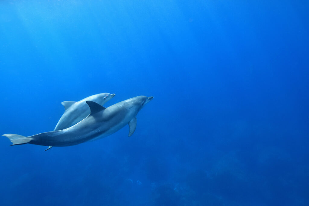 御蔵島 ドルフィンスイムツアー