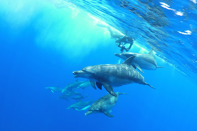 接岸できれば遭遇率100%！