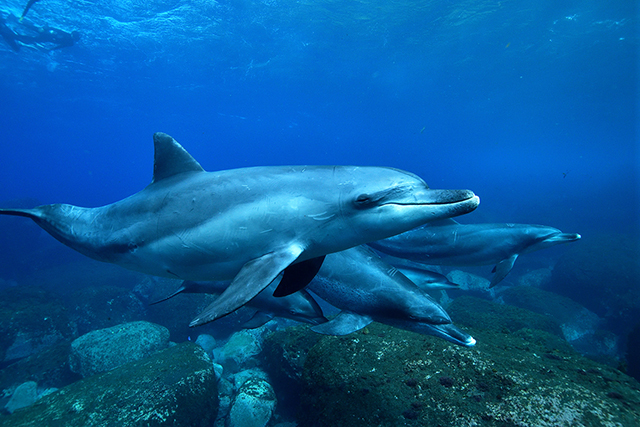 イルカの表情もわかるほど!