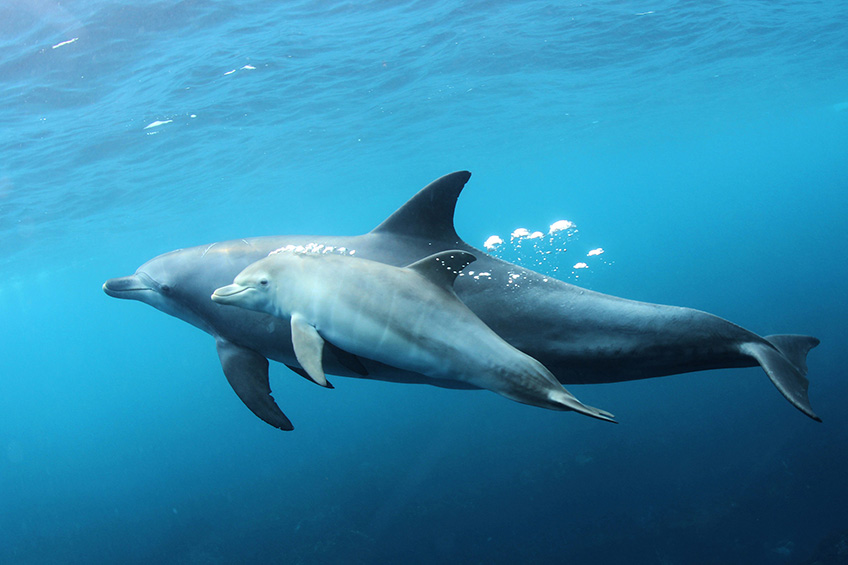 初夏には、赤ちゃんイルカに会えます。