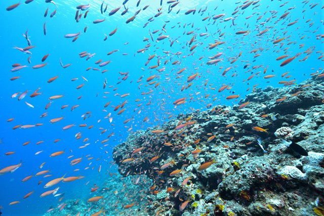 ハナダイやイサキが大量に乱舞する根