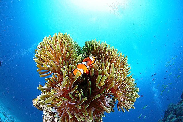 カクレクマノミと太陽