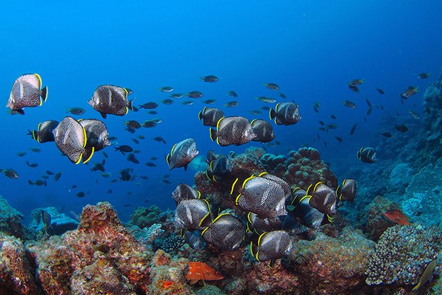 固有種のユウゼン