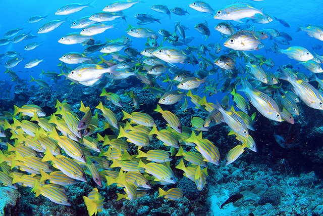 色鮮やかな魚の群れ