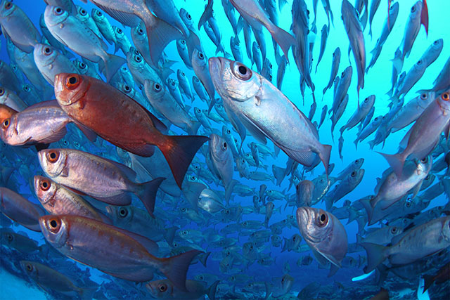 こんな群れ群れのホウセキキントキ