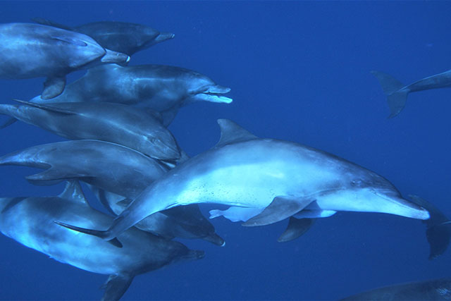 ポイントの移動中には何度もドルフィンスイムを行うことも