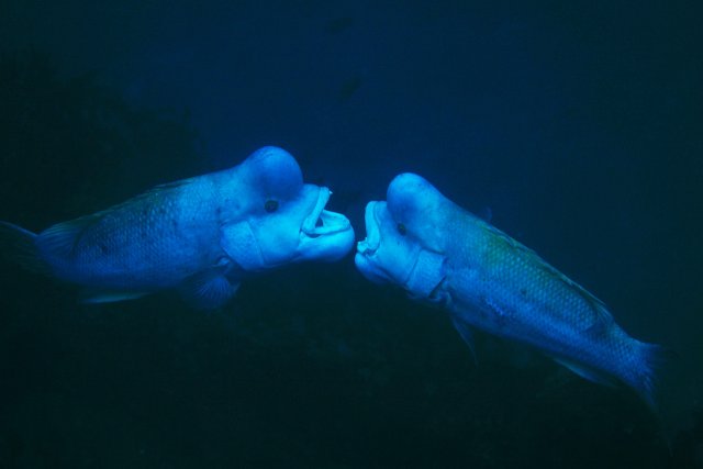 映画オーシャンで一躍有名になったコブダイ