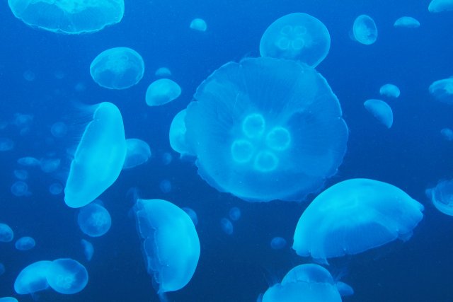 幻想的なクラゲ