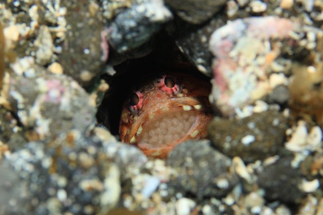 口内保育中のジョーフィッシュ