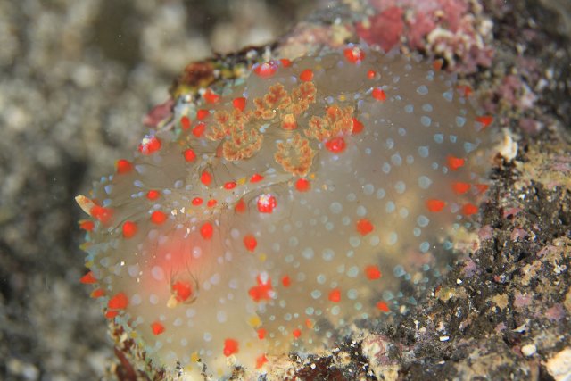 夜に光るハナデンシャ