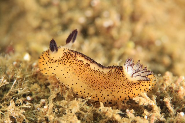 ウミウシも豊富な種類が観察できる