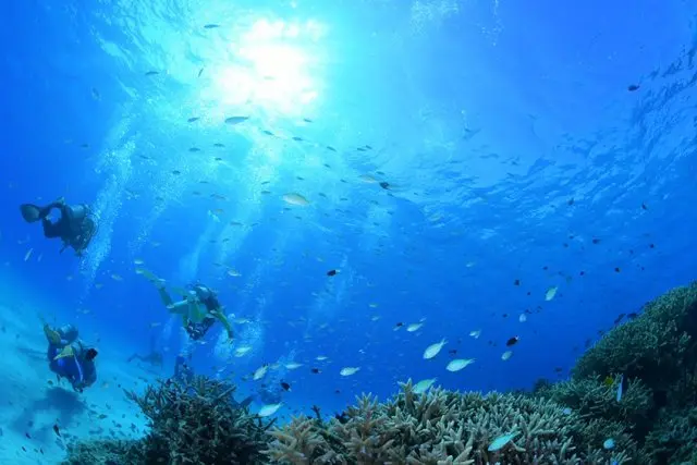 沖縄 慶良間諸島 渡嘉敷島 | パパラギダイビングスクールでダイビング