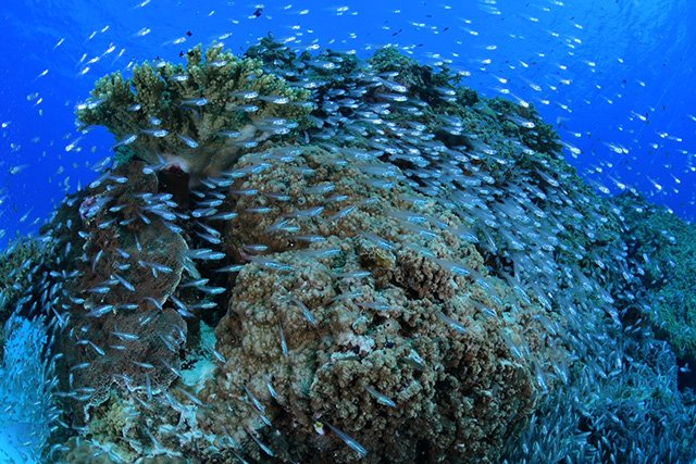 海の青とサンゴとスカシテンジクダイ