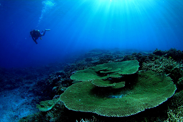 見事なテーブルサンゴ