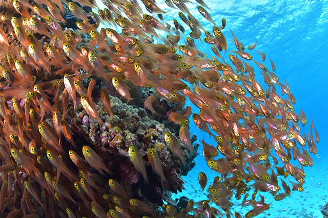 サンゴの周りには、埋め尽くすようなキンメモドキ