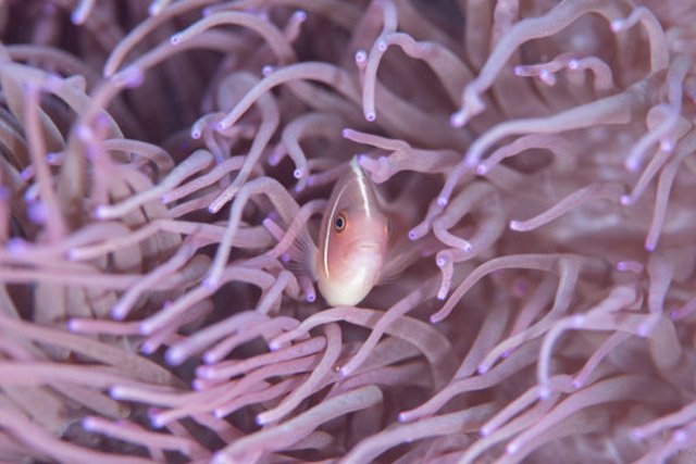 いろいろな種類のクマノミも！