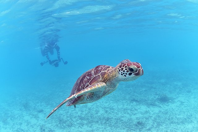 目の前のビーチでカメとシュノーケリング