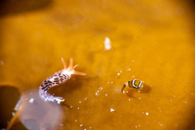 ダンゴウオとウミウシ