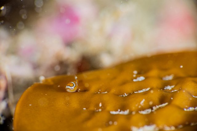 天使のダンゴウオ