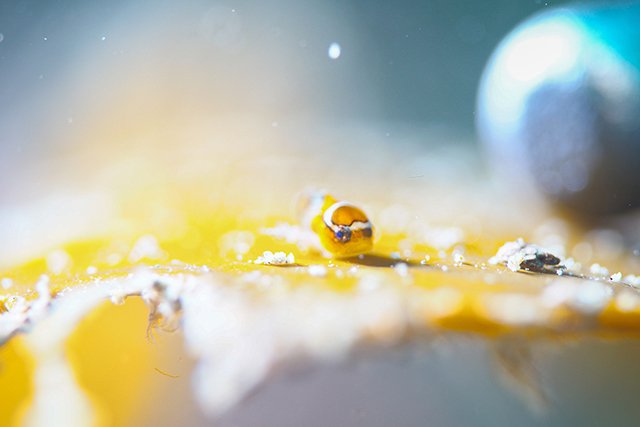 天使のダンゴウオ