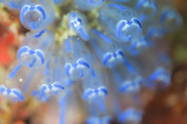 ニコニコなホヤ